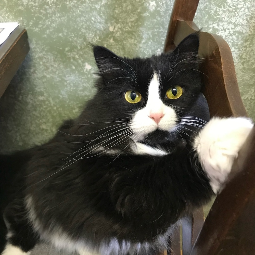 Meet your Posher, Connie